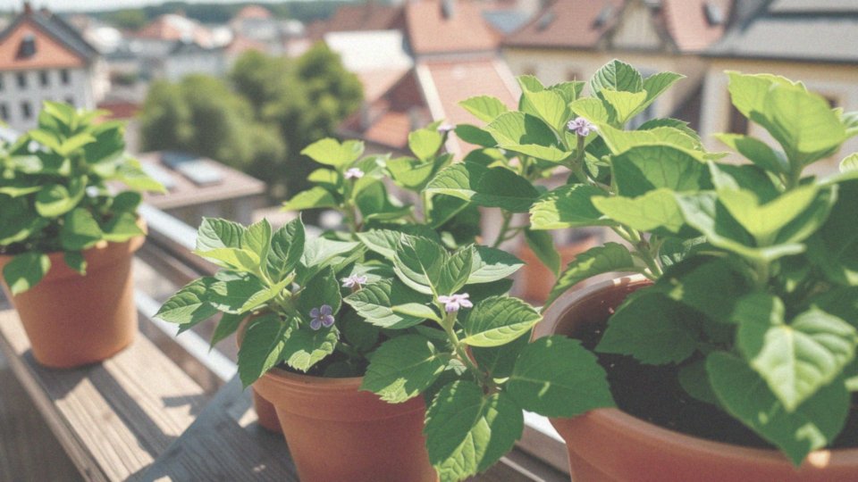 Jakie są zalety uprawy barwinka w donicach?