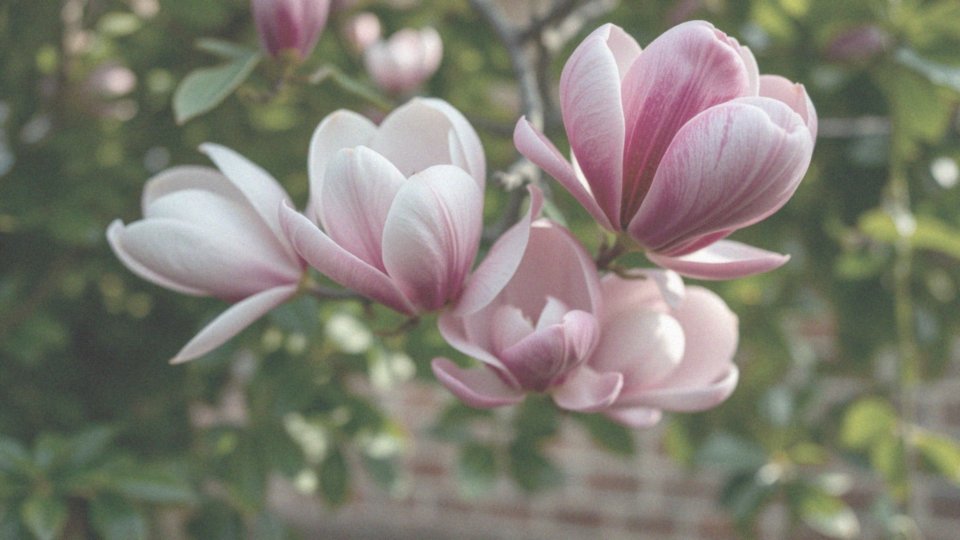 Jakie kolory kwiatów mają najpiękniejsze odmiany magnolii?