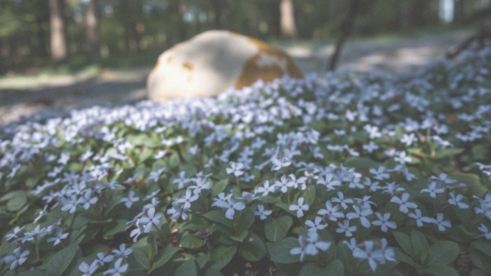 Barwinek odmiany kwitnące – zalety i uprawa w ogrodzie